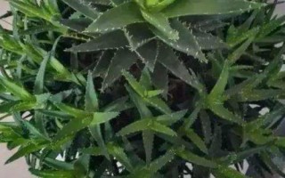 蘆薈的種植方法，選擇含腐殖質(zhì)的弱酸性沙質(zhì)土壤