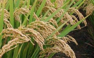 泰香玉晶水稻種子簡介，每畝有效穗18.3萬