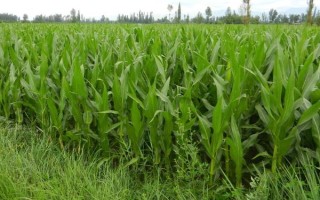 吉農(nóng)糯111玉米品種的特性，4月下旬至5月上旬播種