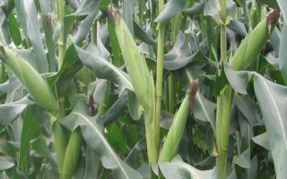 美玉3號玉米種子介紹，每畝施尿素35公斤