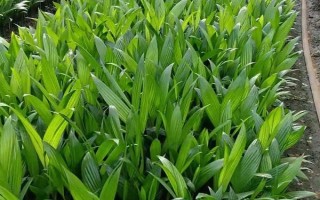 檳榔苗用什么肥料，主要施加氮肥和農(nóng)家肥