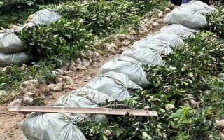 油茶樹(shù)有哪些高產(chǎn)品種，以下6種的產(chǎn)量較高