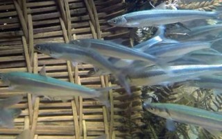 白條魚的刺多不多，體內(nèi)有大量魚刺用來保持身體平衡