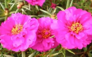 太陽花的花語，寓意向往光明、沉默的愛等