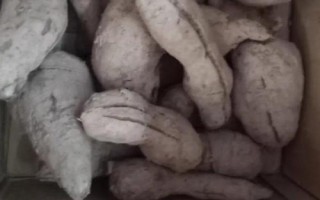 雪蓮果的產(chǎn)地，原產(chǎn)于南美洲