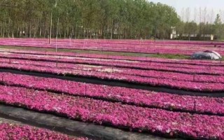福祿考的繁殖方法，可采用分株、壓條、扦插等方式