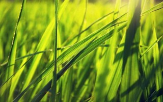 Y兩優(yōu)1098水稻種子介紹，插植密度20厘米×23厘米