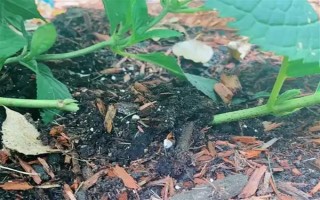 繡球花怎么繁殖，可分株也可壓條繁殖