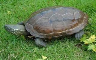 烏龜?shù)募毦鷷粫魅窘o人類，人工養(yǎng)殖的烏龜一般不會感染人體