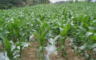 興隆118玉米種子介紹，苗肥每畝施尿素8公斤