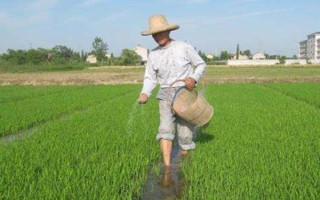 磷肥如何使用利用率高，根據(jù)土壤條件合理分配和施用