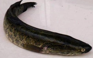 黑魚能長多少斤，黑魚能長到8-9千克