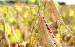 種植紅豆的時(shí)間和方法，一般為每年5-6月份