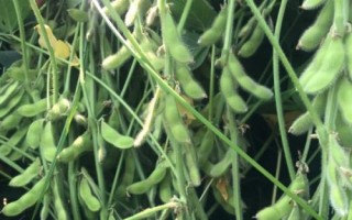 周豆28大豆種子簡介，黃淮海夏大豆品種