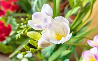 香雪蘭的花語，寓意純潔、幸福等