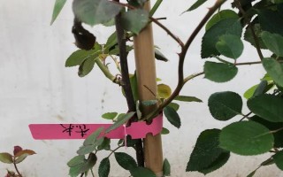 薔薇打蔫卷葉子的原因，可能是澆水不當(dāng)或光照不足所致