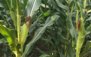 美豫811玉米品種的特性，4月下旬至5月上旬播種