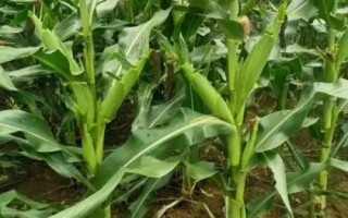 金鑲玉玉米品種的特性，注意防旱排澇和病蟲(chóng)鼠害防治
