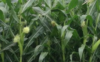 碩達(dá)765玉米品種簡(jiǎn)介，密度4000株/畝左右
