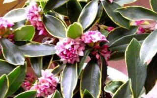 金邊瑞香的開放次數(shù)，每年只開一次花