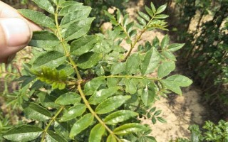 花椒樹苗什么時候種植，秋季8-9月份之間種植最佳