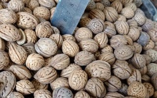東北桃核的下樹時間，一般為9月份左右