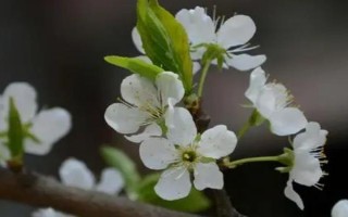 李子開花后怎么保果，可噴施尿素+硼砂+磷酸二氫鉀溶液