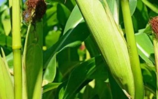 誠玉519玉米種簡介，中抗穗腐病