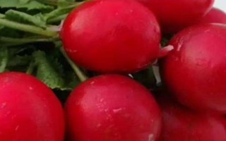 夏季哪些蔬菜可以露天種植，包括小白菜、空心菜、番茄、茄子等品種