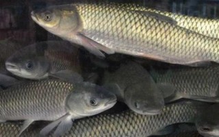 2.5號主線的拉力值，大概為5.1-6.1公斤