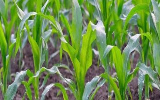 金蘋果雙色7號玉米品種的特性，4月中下旬播種