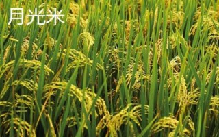 產(chǎn)量高且口感好的水稻品種，“中9優(yōu)8012”、“中早39號(hào)”等品種均為優(yōu)質(zhì)水稻