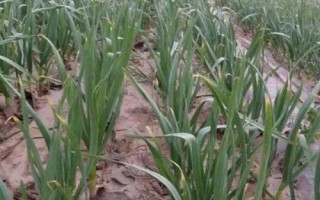 種植大蒜怎么進(jìn)行水肥管理，施肥原則為基肥為主、追肥為輔