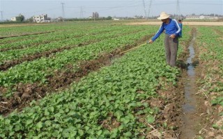 油菜為什么會僵苗，是受到干旱漬害、缺肥、病蟲害等因素的影響