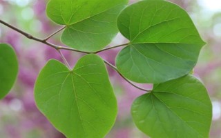 紫荊樹的簡介，是一種落葉喬木