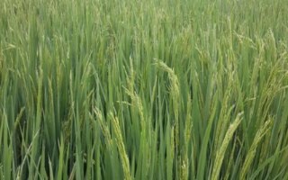 F兩優(yōu)1252水稻種子特點(diǎn)，秧田播種量