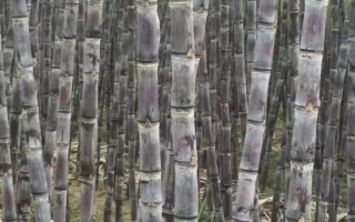 甘蔗的分布，主要分布在北緯33°至南緯30°之間