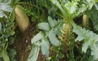 常見(jiàn)的十字花科作物，包括蘿卜、白菜、芥菜等品種