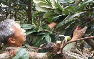 枇杷秋冬季的管理技術(shù)，需要用稻草或雜草將樹盤覆蓋