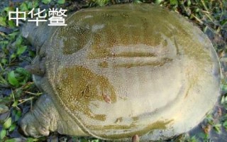 甲魚吃什么東西，喜食小蝦、螺類、水生昆蟲等動(dòng)物性餌料
