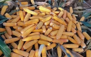 碩達(dá)765玉米品種簡(jiǎn)介，密度4000株/畝左右