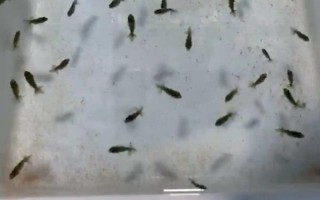 小金魚會(huì)不會(huì)產(chǎn)卵，發(fā)育成熟后是會(huì)產(chǎn)卵的