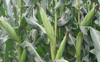臨奧2號(hào)玉米品種的特性，四川省春播全生育期125天