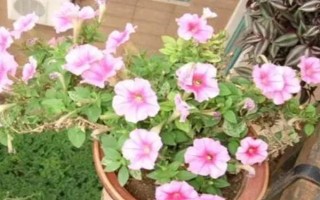 怎么養(yǎng)天天開花，生長期需要每10天左右施加一次肥料