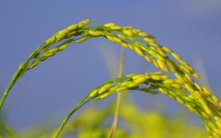 那香優(yōu)651水稻種子簡(jiǎn)介，每畝插足基本苗6萬(wàn)以上