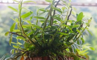 怎么養(yǎng)石斛，水分要一次性的給飽