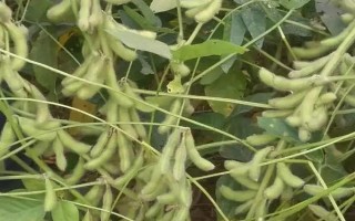 晉豆50號大豆種子簡介，8月上中旬注意防治大豆食心蟲