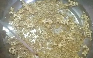 玉米播種前怎么浸種，以下4種方法均可使用