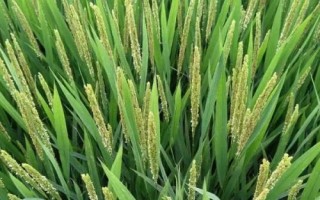 龍慶稻38號(hào)水稻種子特征特性，普通粳稻品種