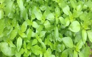 河南荊芥在幾月份種植，可以在春季4月份種植